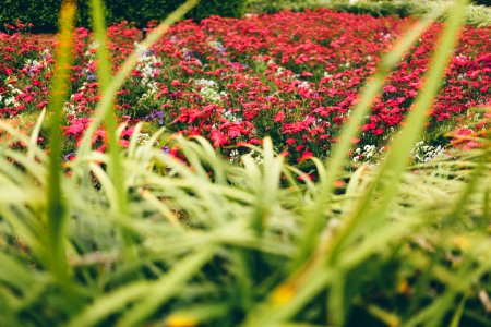 Magnolia plantation, Gardens, Charleston