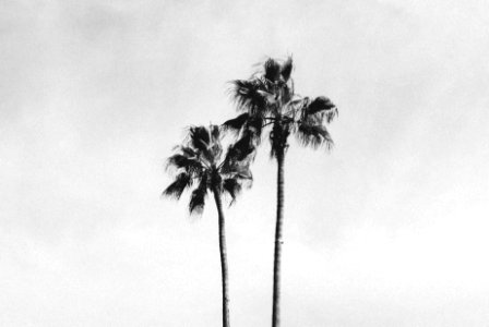 Palm trees, California, Tropical