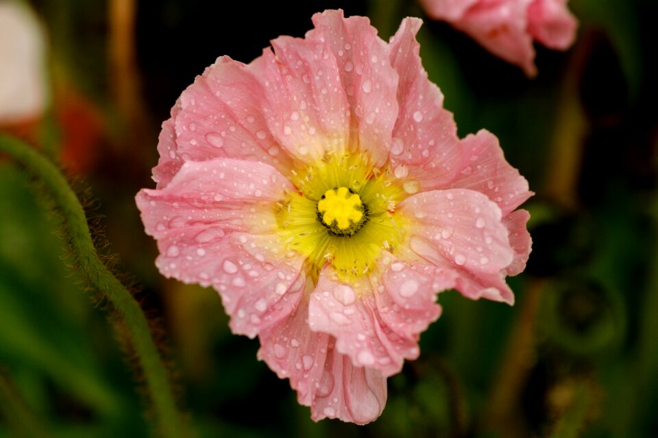 Bloom flower mohngewaechs