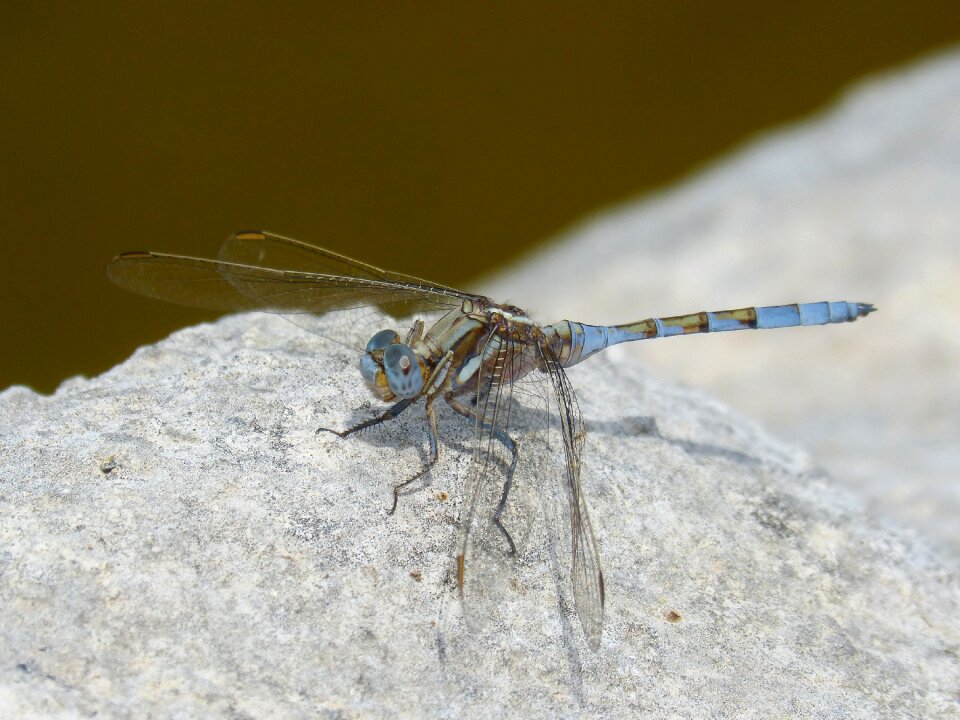 Raft orthetrum chrysostigma detail