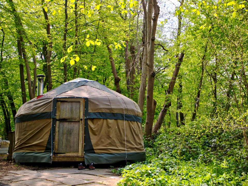 Tent, Camping, Trees