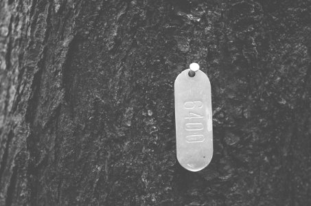 Monochrome, Bark, Trees