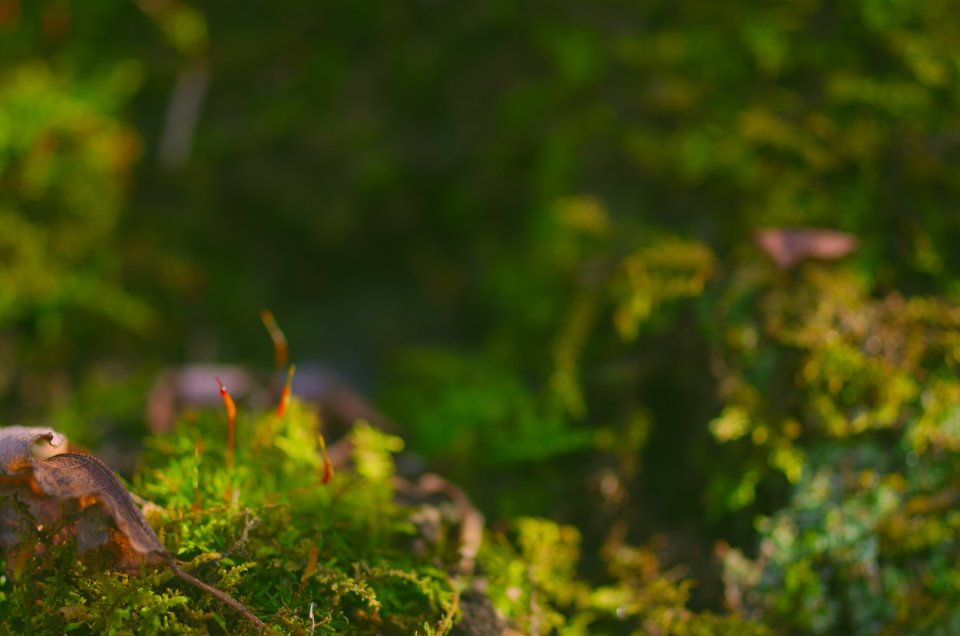 Dead leaf, Dirt, Moss