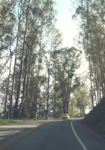 yellow car surrounded by trees during daytime photo