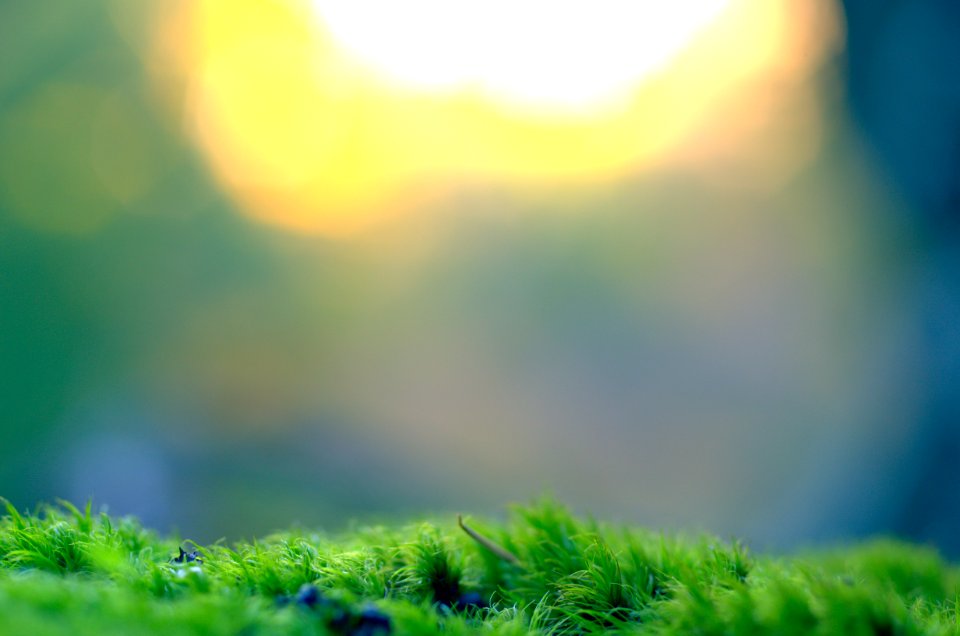 green grass field