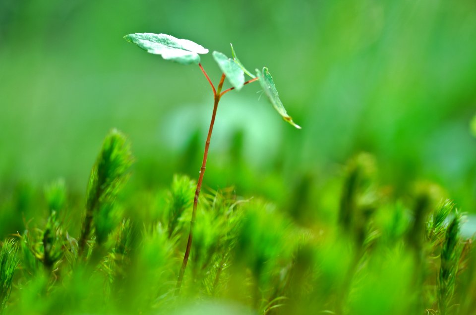 selective focus photography of green leaf