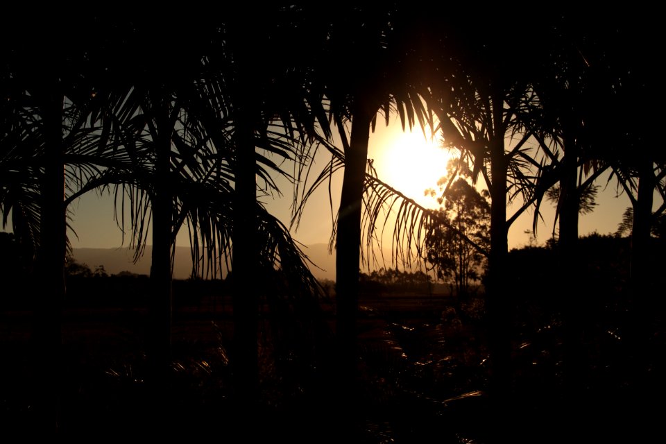 Brazil, Jacinto machado, Palm tree