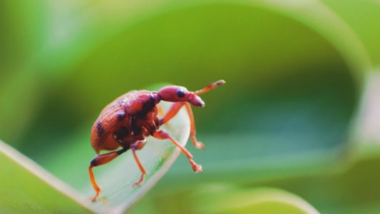 Leaves, Insect, Bug