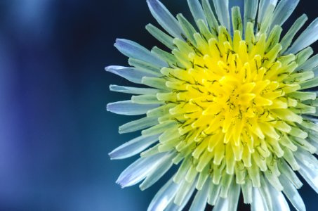 Blue, Flower, Yellow
