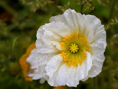 Poppy blossoms open flower
