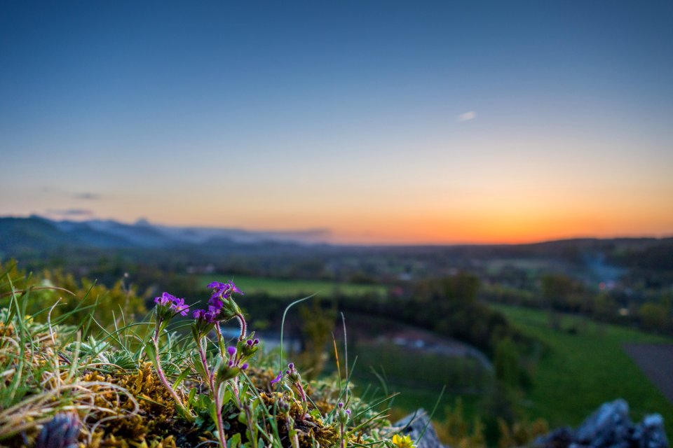 tilt shift lens photography of purple flowers