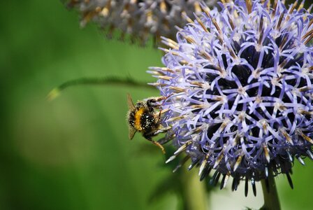 Bee blooms bumblebee photo
