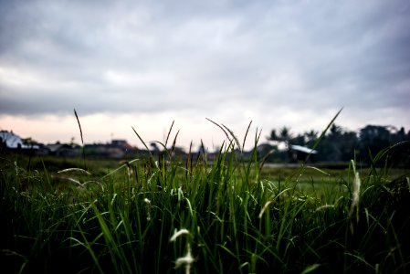 Ubud, Indonesia, Green