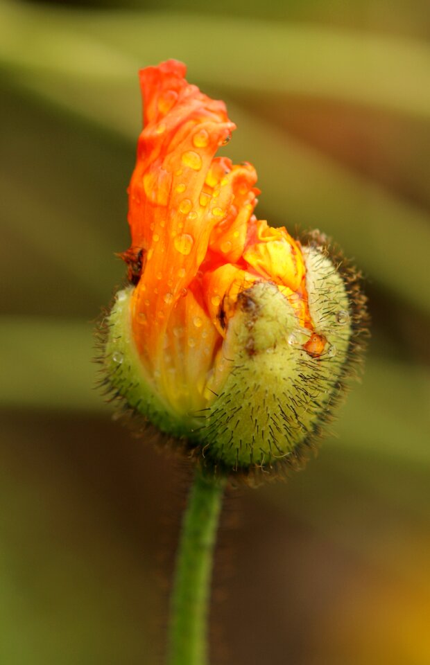 Bud folded mohngewaechs