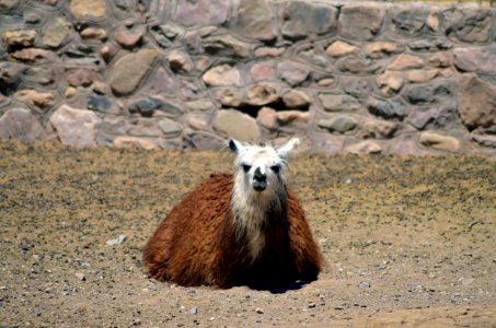 Salta, Argentina, Nature