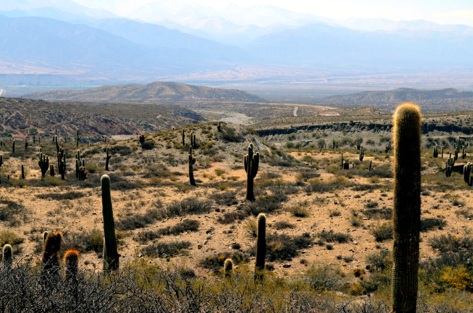 cacti and grass on hills