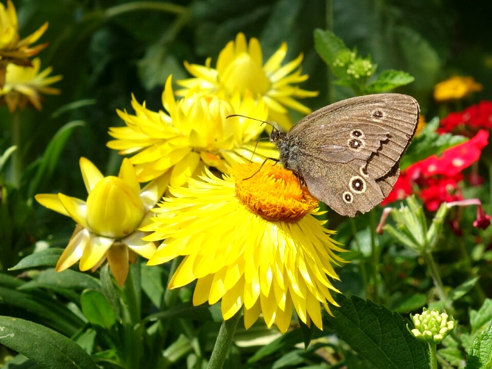 Satyrinae insect animal