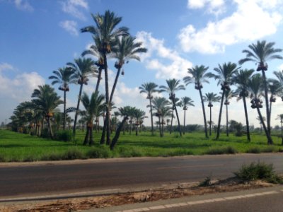 Palm, Palmtrees, Country