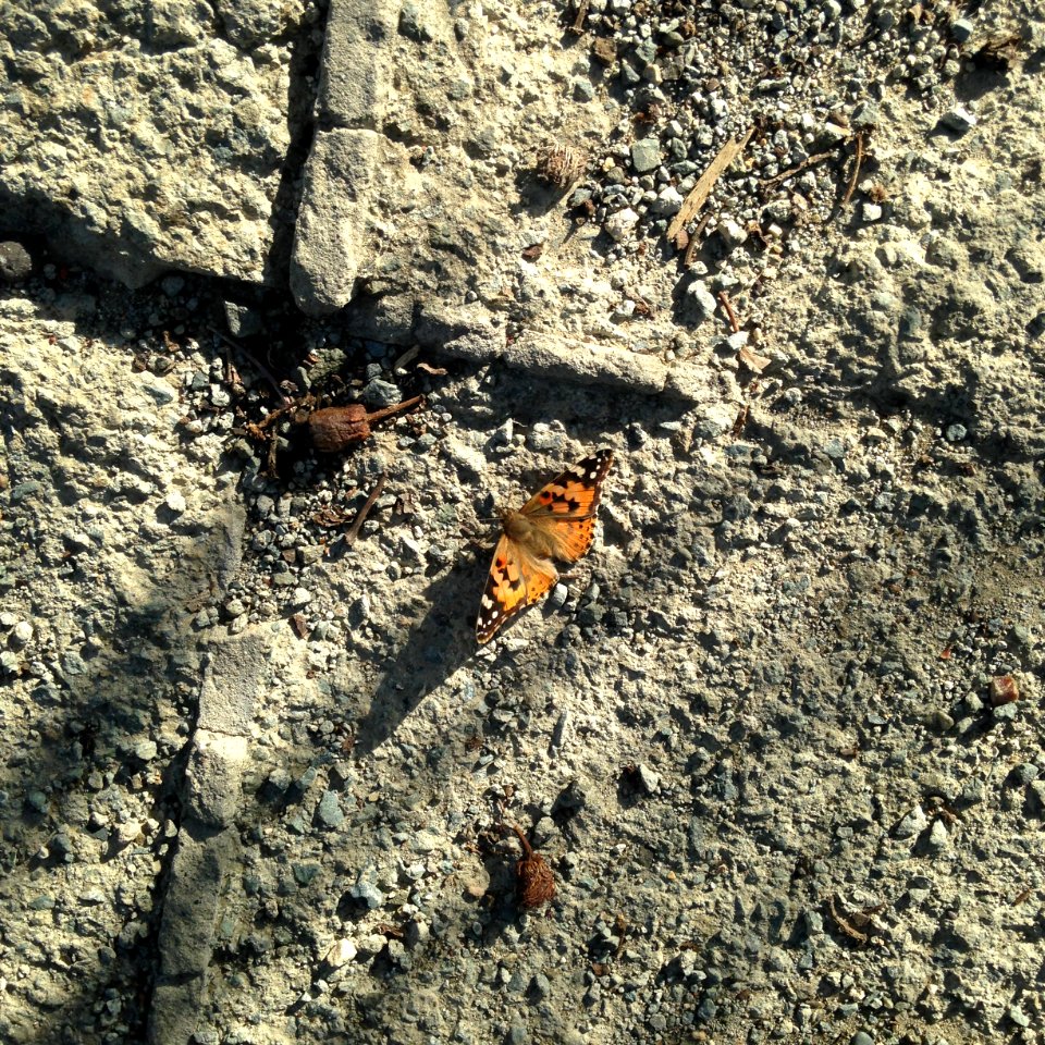 Pavement, Contrast, Butterfly