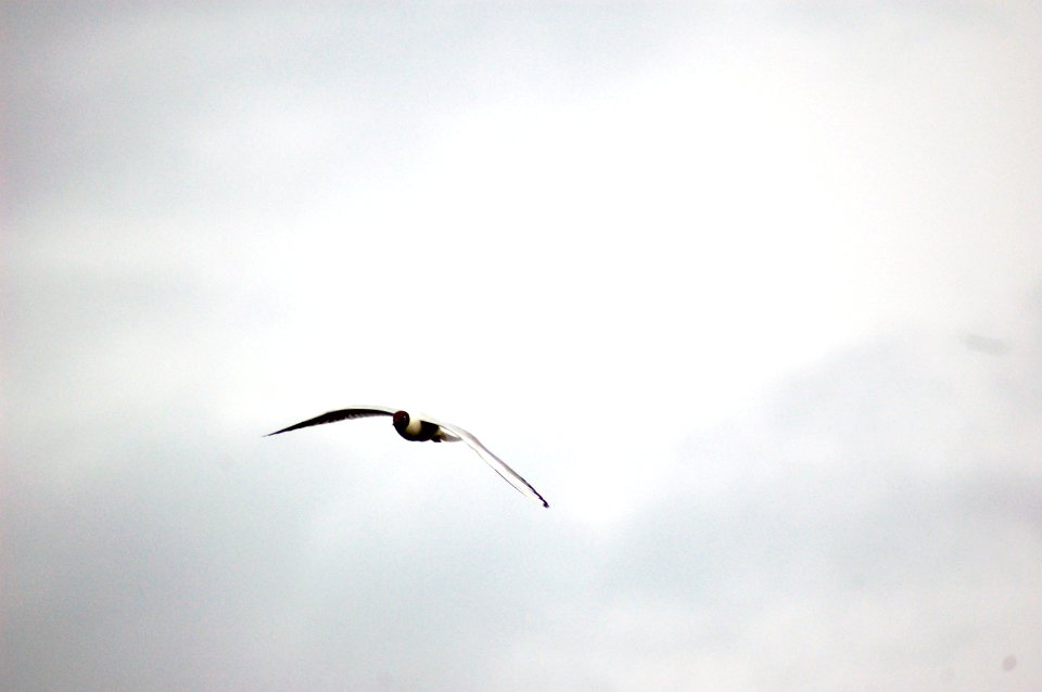 Koidanovo, Nature, Gull