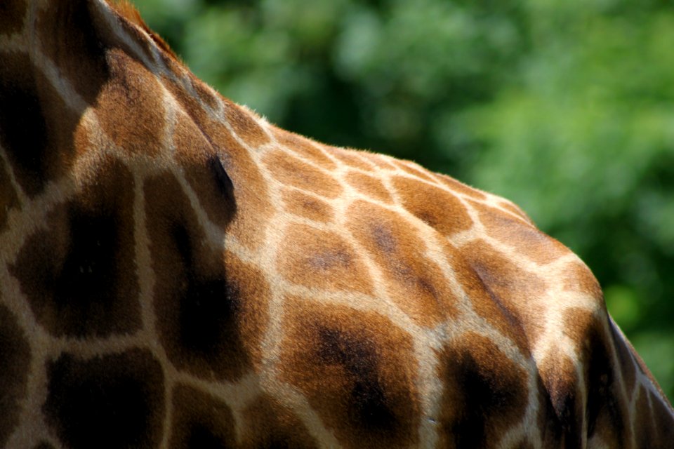 giraffe back during daytime