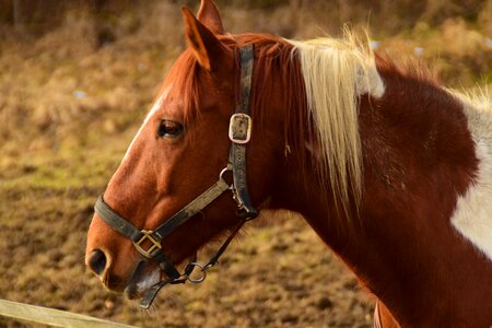 Animal brown horse animal world photo