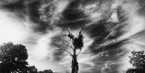 Monochrome, Tree