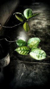 Mobile photography, Contrast, Leaf
