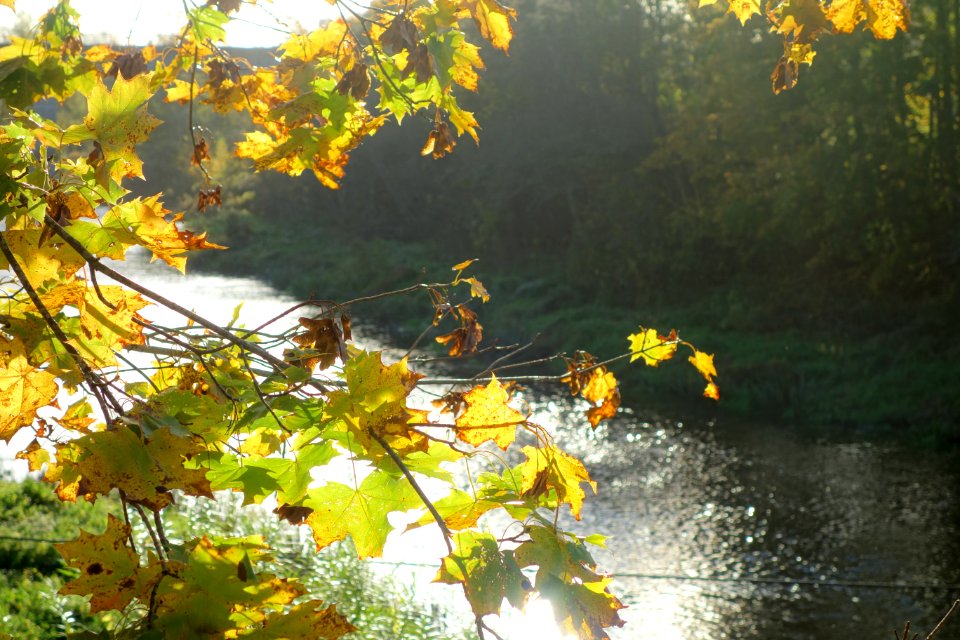 River, Leaves, Autumn