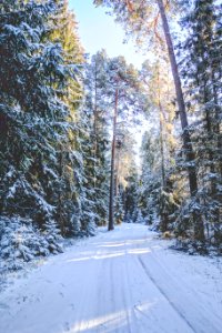 snow-covered road surrounded by trees during daytime photo