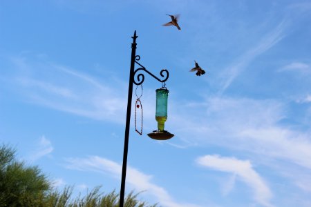 Bird feeder, Nature, Humingbird