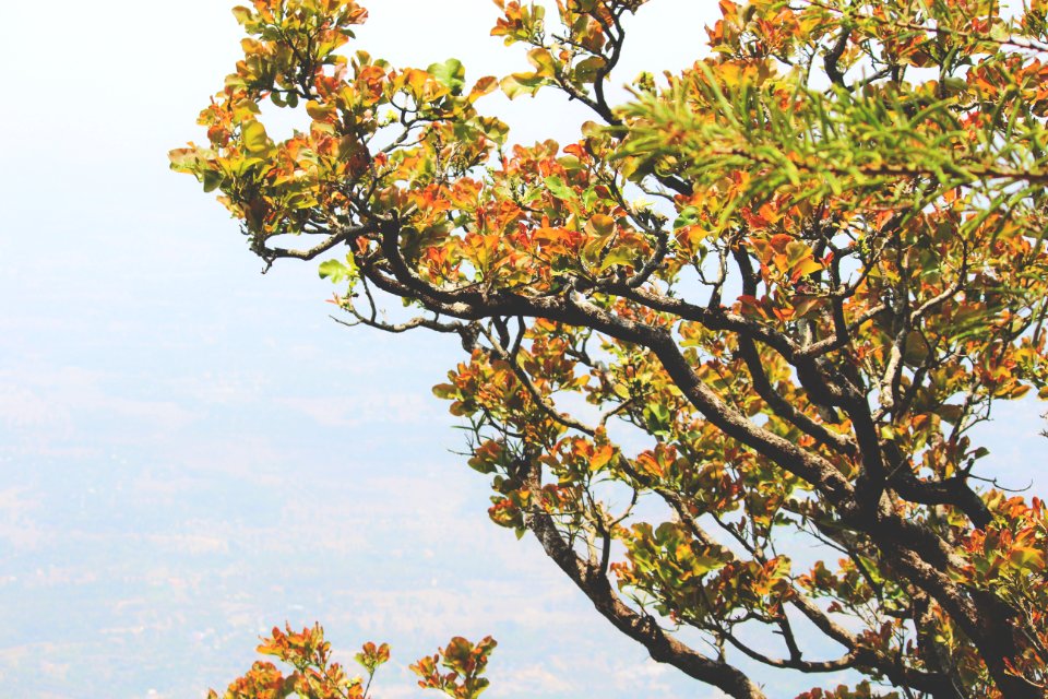 India, Nelliyampathy, Vaccation