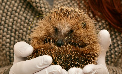 Animal assistance save animals hannah