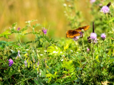 Les lesdelamadeleine, Canada, Flowers