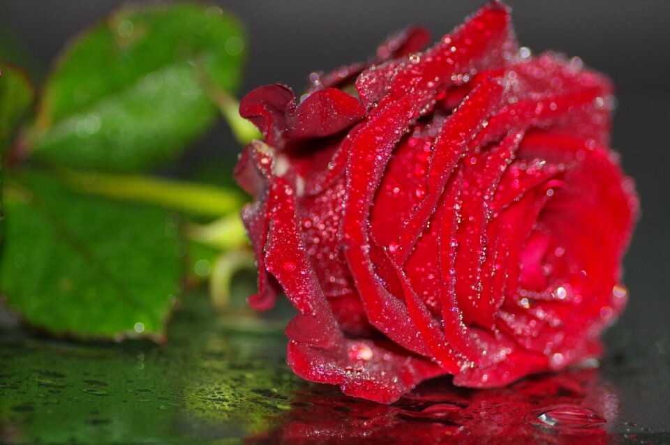 Flower red roses red rose