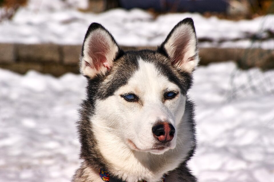 Blue eyes animals portrait winter
