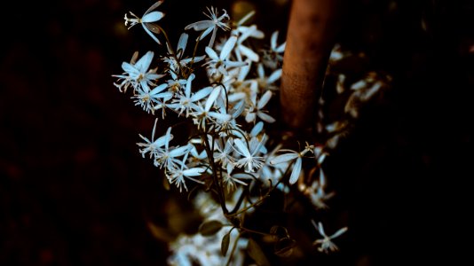 white flower photograpy