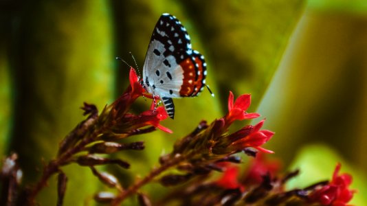 Beauty, Nature, Butterfly