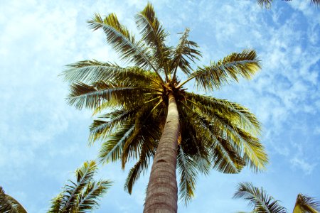 low angle photography green coconut tree photo