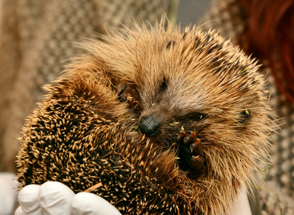 Animal assistance save animals hannah