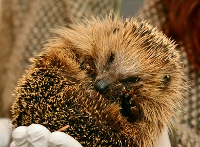 Animal assistance save animals hannah