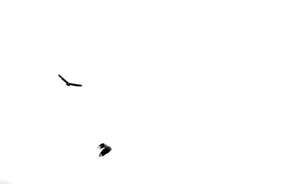 Dancing, Freedom, Birds