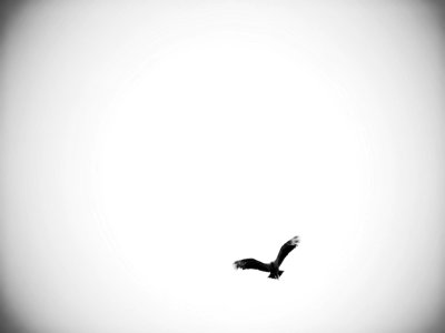 Bird, Flight, Peace