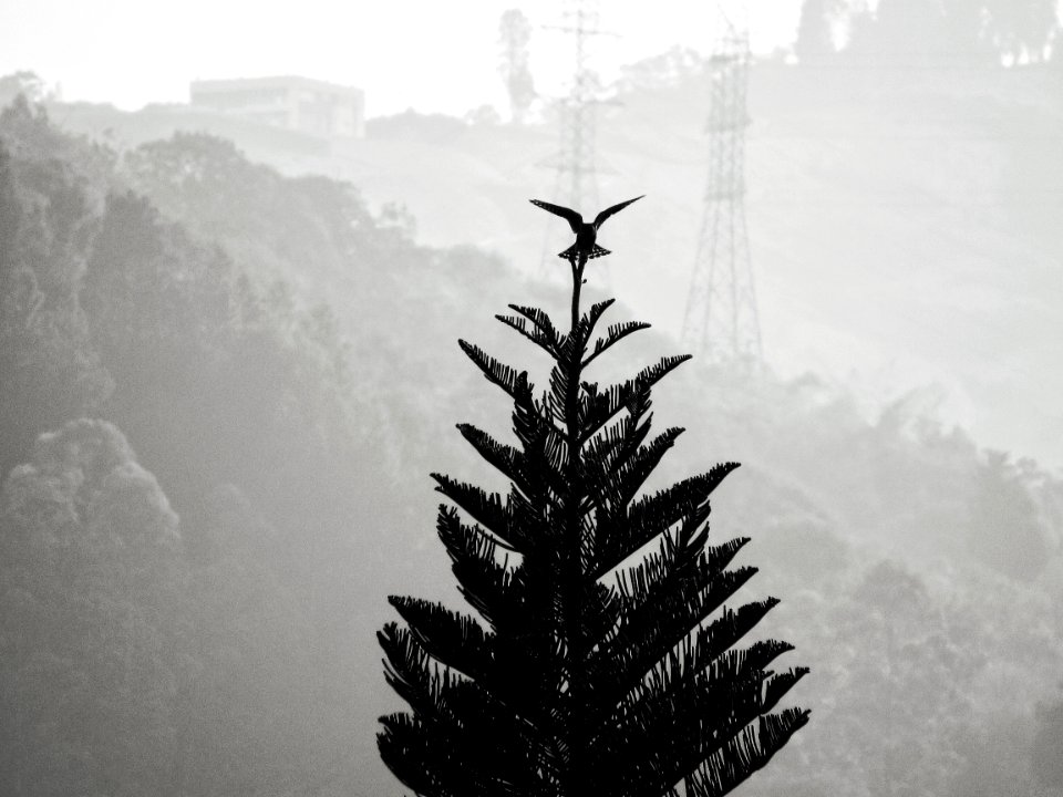 Nature, Equilibrium, Birds