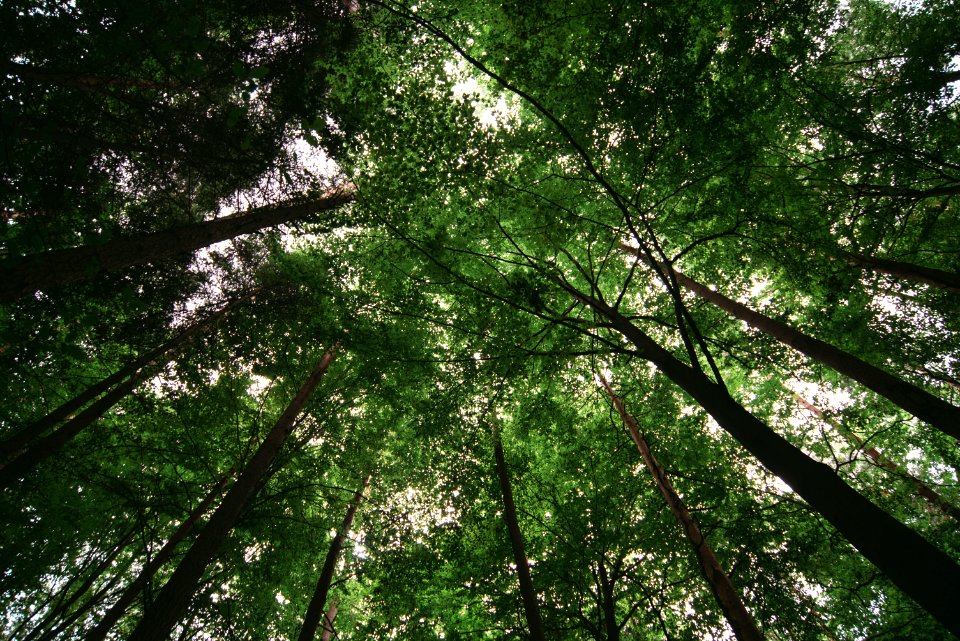 Forest, Trees, Tree