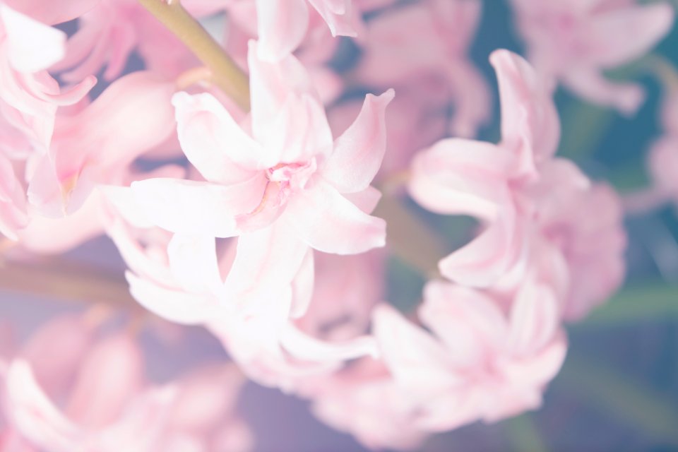 macro shot of pink flowers