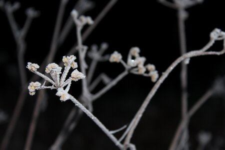 Tree snow white photo