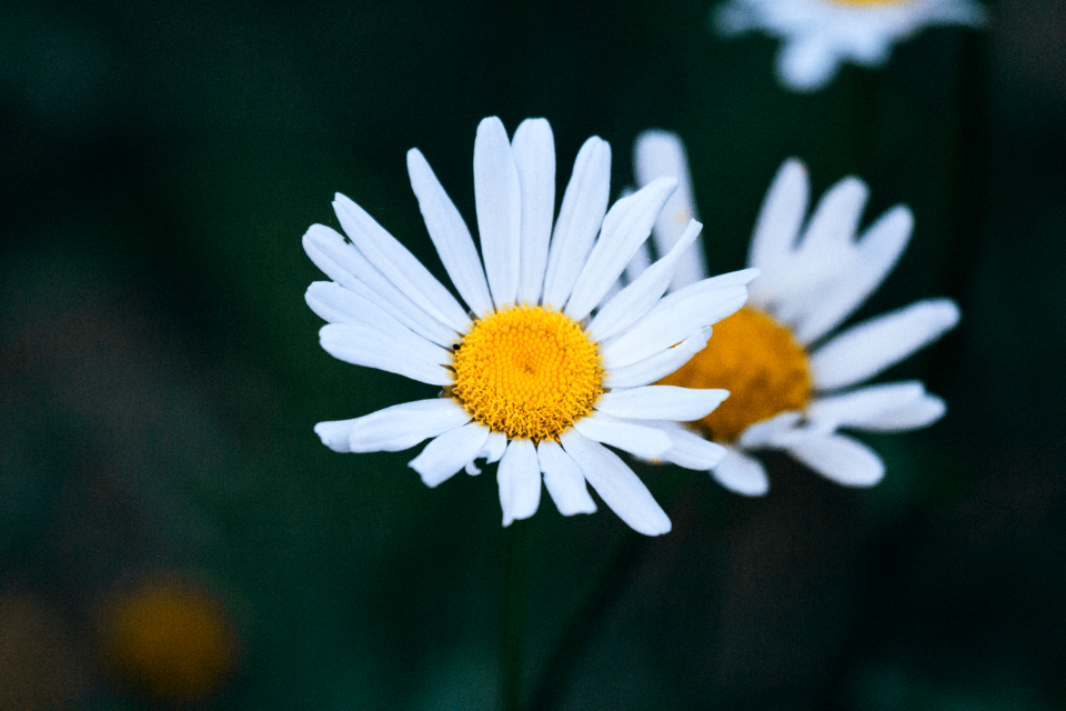 ox-eyed daisy flowers