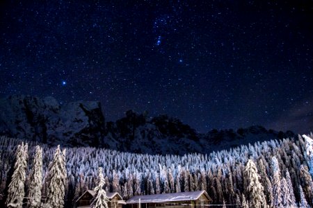 pine trees covered with snow under starry sky photo