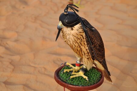 Dubai falcon desert